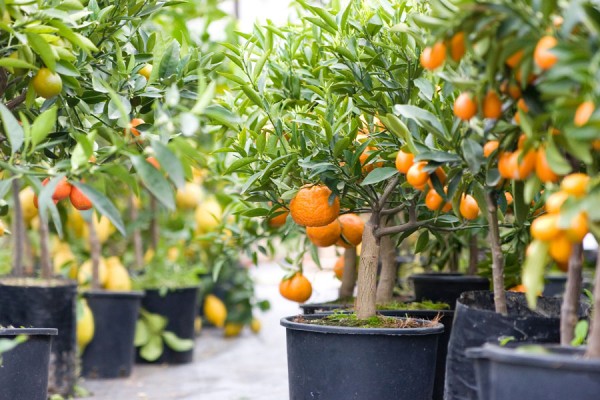 No Garden Here Are 66 Things You Can Grow At Home In Containers