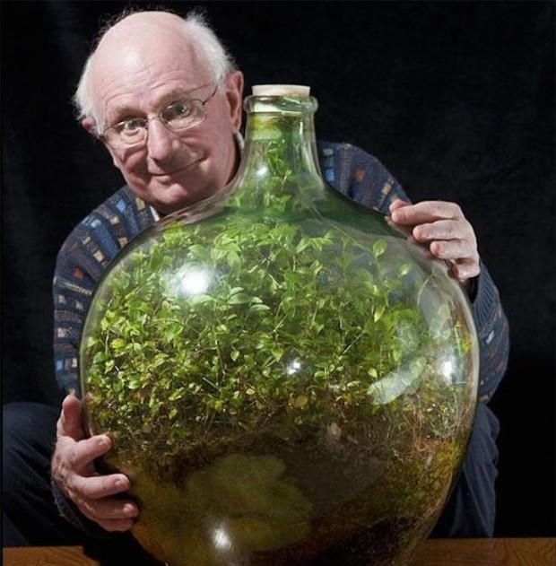 Garden in a bottle, 40 years completely sealed from the outside world... Amazing!!!