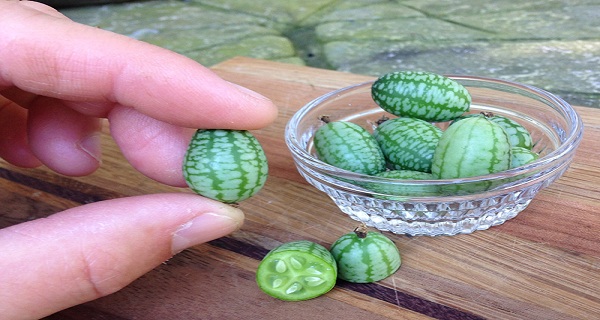 THE CUCAMELON IS THE CUTEST SUMMER FOOD YOU SHOULD BE EATING
